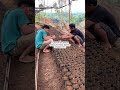 proses pemindahan bibit kopi ke poliback #kopi #perkebunan