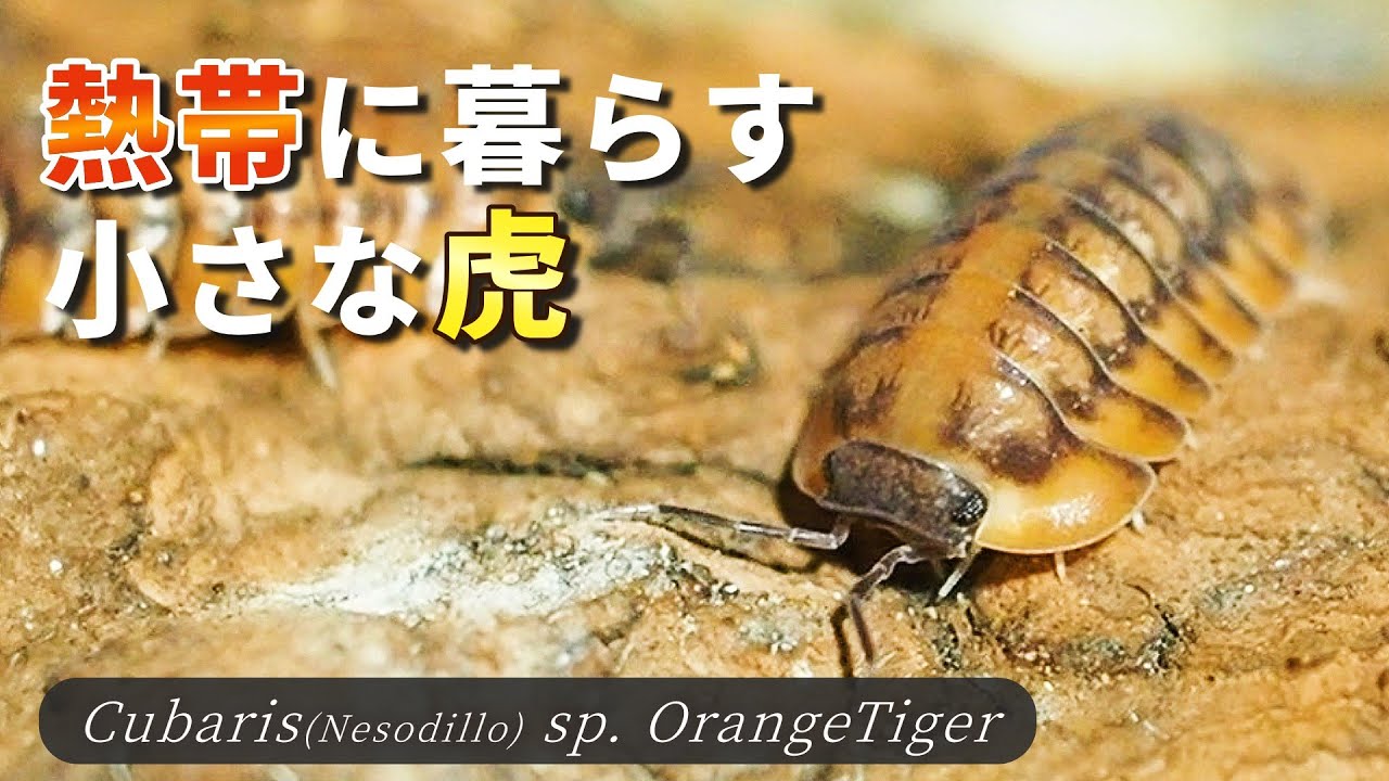 Introducing the ecology and breeding methods of the extremely