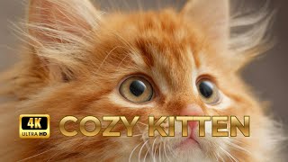 Sweet Kitten Moments 🐾 Soft Piano Waltz for Pure Calm (4K) screenshot 4