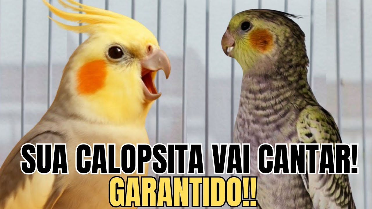 Canto de Calopsita -10 Cantos Fofos para Ensinar Sua Calopsita Cantar