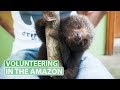 Cute Baby Sloths in Ecuador | Volunteering in the Amazon Jungle