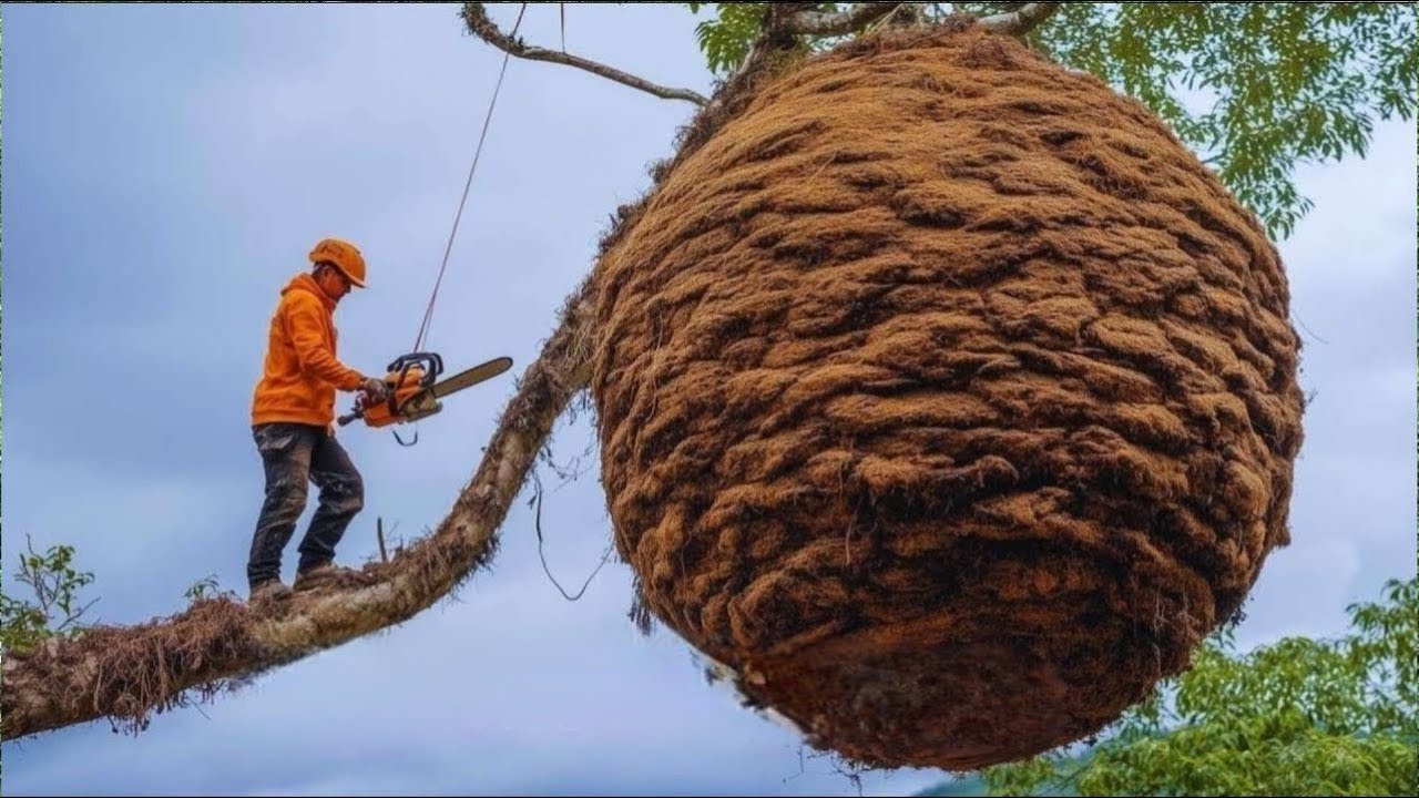Jungle Honey ADVENTURE Tracking and Collecting from Wild Heights