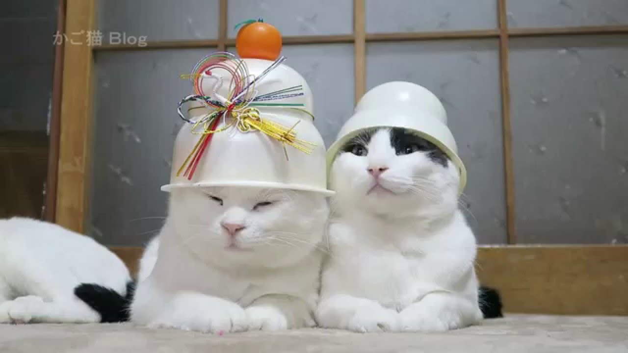 のせ猫 X 鏡餅16 Youtube