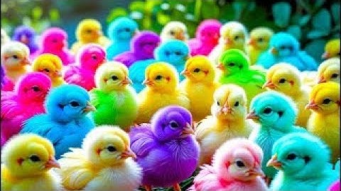 سورة البقرة - تلاوة مرتلة بصوت الشيخ ياسر الدوسري