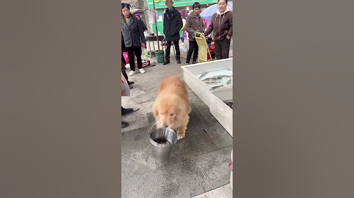 我们宝贝是善良的一个宝宝#萌宠#狗狗#金毛