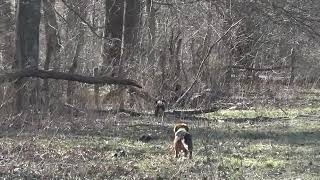 Sight Chasing a  Rabbit - A.R.H.A. Little Pack Frield Trial