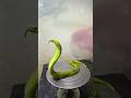 snake chocolate cake #shortsfeed #viral #tending #snake