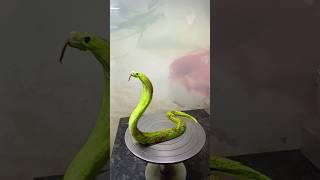 snake chocolate cake #shortsfeed #viral #tending #snake