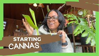 How to Plant Canna Lily Tubers | Garden Zone 5B