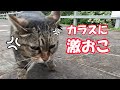 海岸猫273 カラスのいたずらにマジギレする猫 Cat Angry At Crow