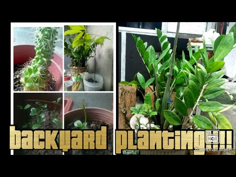 video phone beyonce mp3 Plants!!! Part VI Simple backyard planting and easy growing plants