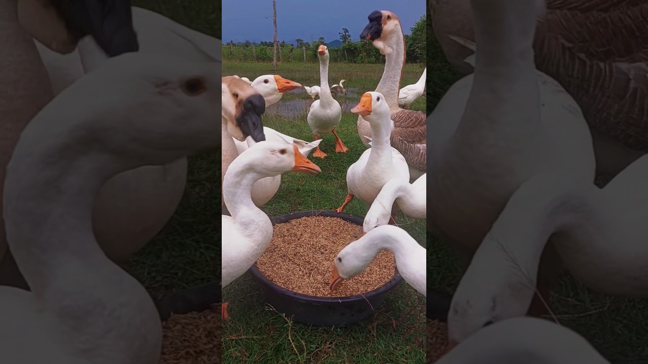 A Serene Moment of Geese Feeding 