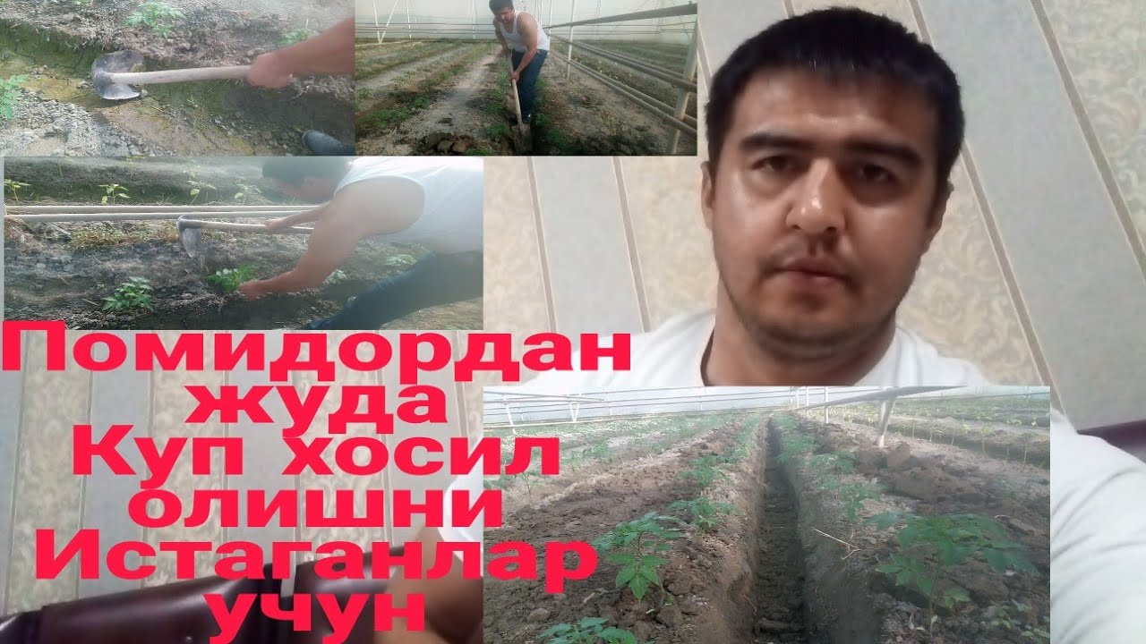 POMIDOR KO'P HOSIL OLISH UCHUN BU VIDEONI TO'LIQ KO'RING FOYDALI MASLAHATLAR OGOH BO'LING