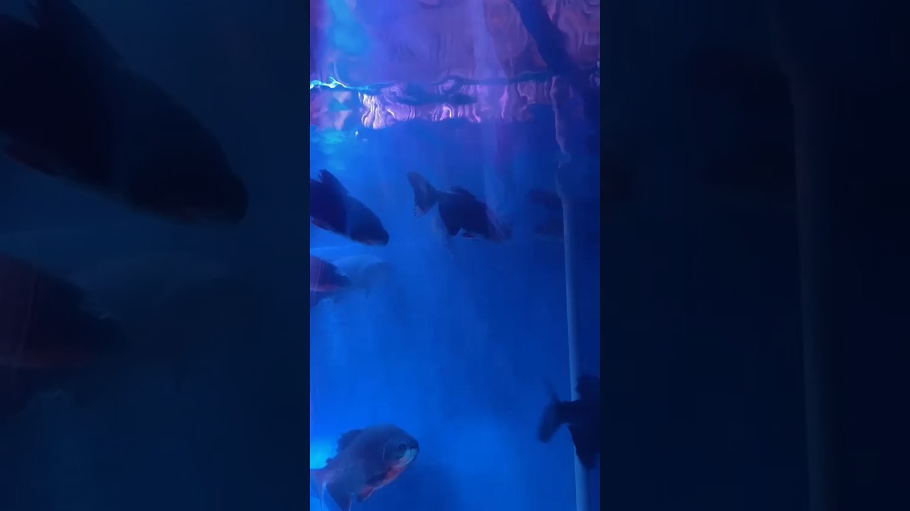 Patna Disneyland Mela Fish Tunnel Expo 😍 | Patna में पहली बार लगा Under Water Fish Tunnel