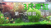 水草泡漂白水能去藻 一個月後狀況如何 請開字幕 Youtube 水草泡漂白水能去藻 一個月後狀況如何 請開字幕 Youtube