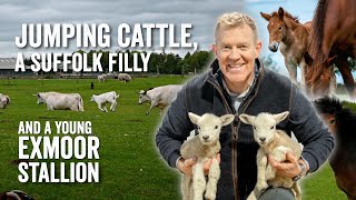 Jumping Cattle, a Suffolk Filly and a young Exmoor Stallion - Adam Henson's Farm Diaries Ep13 by Cotswold Farm Park 8,275 views 1 year ago 6 minutes, 14 seconds