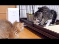 The most dangerous kitten in the world