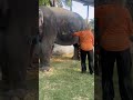Winter has begin #animal #elephantsanctuary #jaipur #animals #elephantwalk #travel #elephants