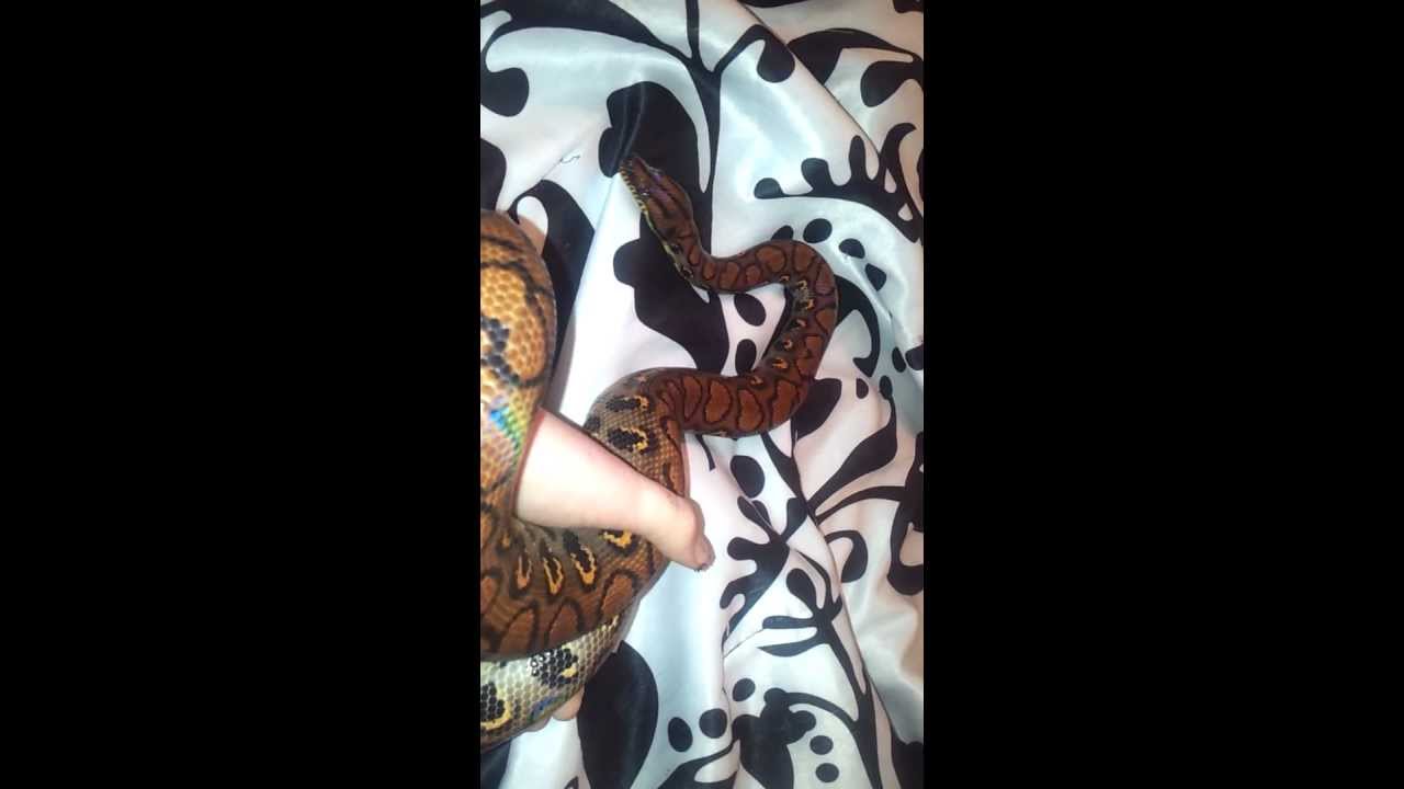video phone beyonce mp3 Anck Su Namun (Brazilian Rainbow Boa) Update #5 w/ a Party Crasher