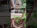 घर का सबसे अच्छी sakoon भरी जगह कोई हैं तो वो है Balcony with lots of 🪴 plants