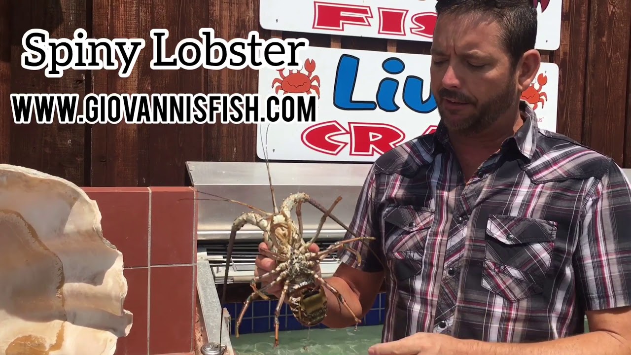 Live Spiny Lobster Sale YouTube
