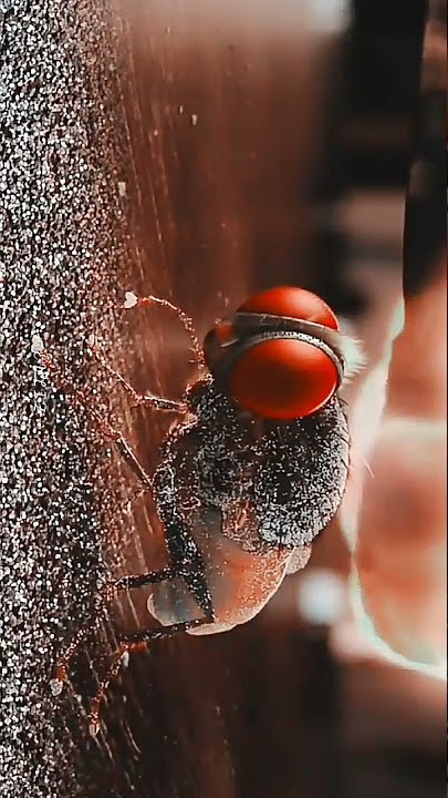 Nani | Samantha | eega whatsapp status | status hd | 4kstatus | #shorts #eega