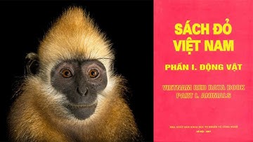 Sách đỏ động vật Việt Nam - Kỳ 9: Voọc Cát Bà