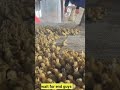 Duck Eggs Harvest | Duck Farming | Village farming|Farming #shorts #duck #farming #food