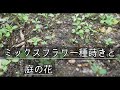【ガーデニングvlog】ミックスフラワー種蒔きと庭の花/種から育てる/秋まき花の種