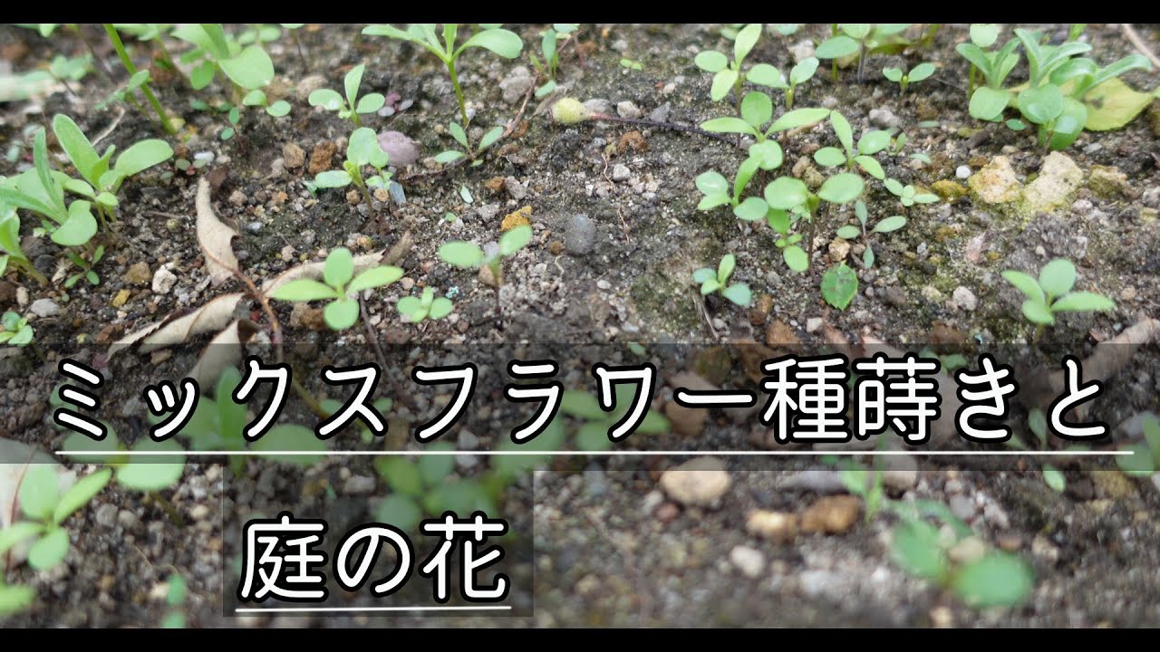 ガーデニングvlog ミックスフラワー種蒔きと庭の花 種から育てる 秋まき花の種 Youtube