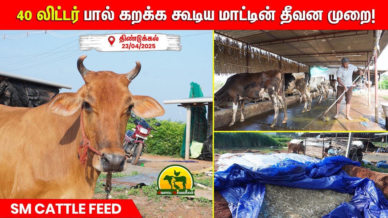 இந்த மாதிரி தீவன முறை கொடுத்தால் உங்க மாடும் 40 லிட்டர் பால் கறக்கும்! 