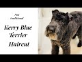 Kerry Blue Terrier in a Non Traditional Style