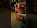Dog zoomies #zoomies #dog #chihuahua #hawaii #oahu #crazy