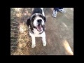 PERROS EN ADOPCIÓN - MODEPRAN PATERNA (VALENCIA) ZARA, VILLA, PUZZLE, TOMY Y TUINGA 10-05-12.wmv