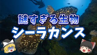 【ゆっくり解説】生きた化石⁉シーラカンスの謎