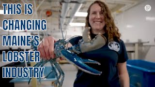 Maine's lobsters are on the move. But why?