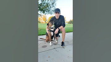 Teach your new dog their name fast! #dogtraining #puppytraining #dogtrainingtips #dogtrainer #boise