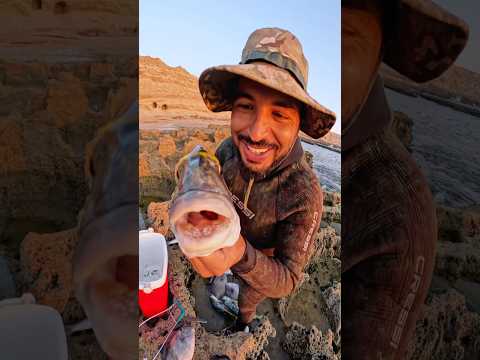 سر من اسرار قوة فك سمك الدوراد صيدالسمك     صيد سمك