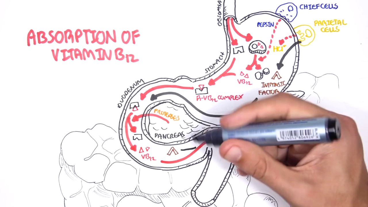 Vitamin B12 Digestion and Absorption YouTube