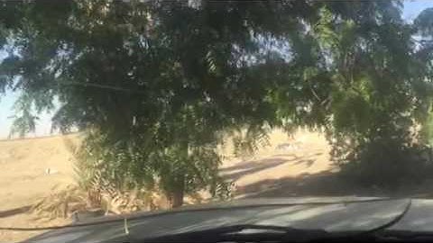 دحيم الحماد تلاوة سورتي التين والعلق ١٤١٤هـ