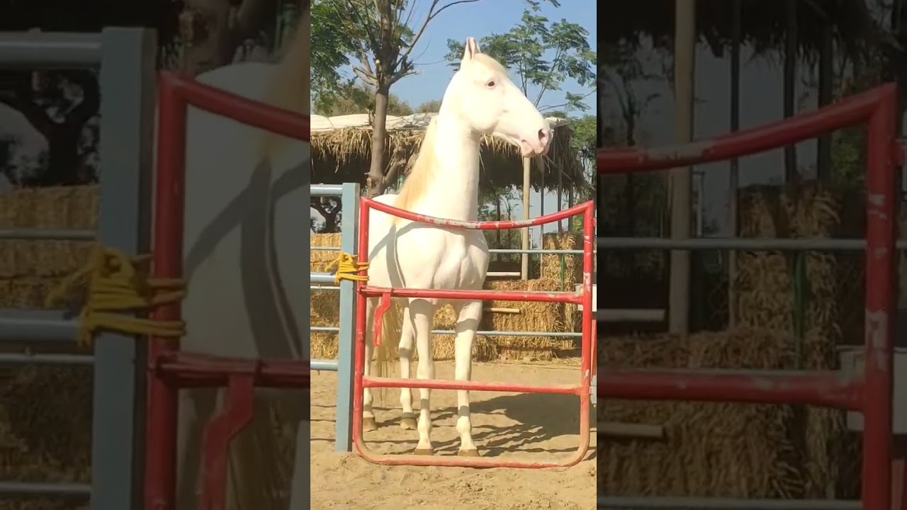 One and only champion white cobra 🐍 Sekhon Stud Farm (Rania) LADDI SEKHON