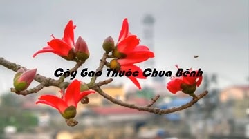 Tác Dụng Chữa Bệnh Từ Cây Gạo cây thuốc quí \ Precious medicinal rice plants.