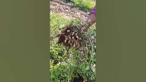 Как растёт земляной орех #анталия #орех #какрастет