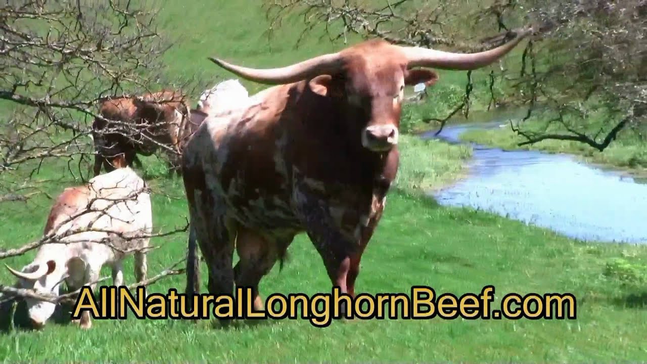 Longhorn Horn Growth Chart