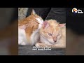 This “T-Rex” Kitty Is The Best Big Brother | The Dodo