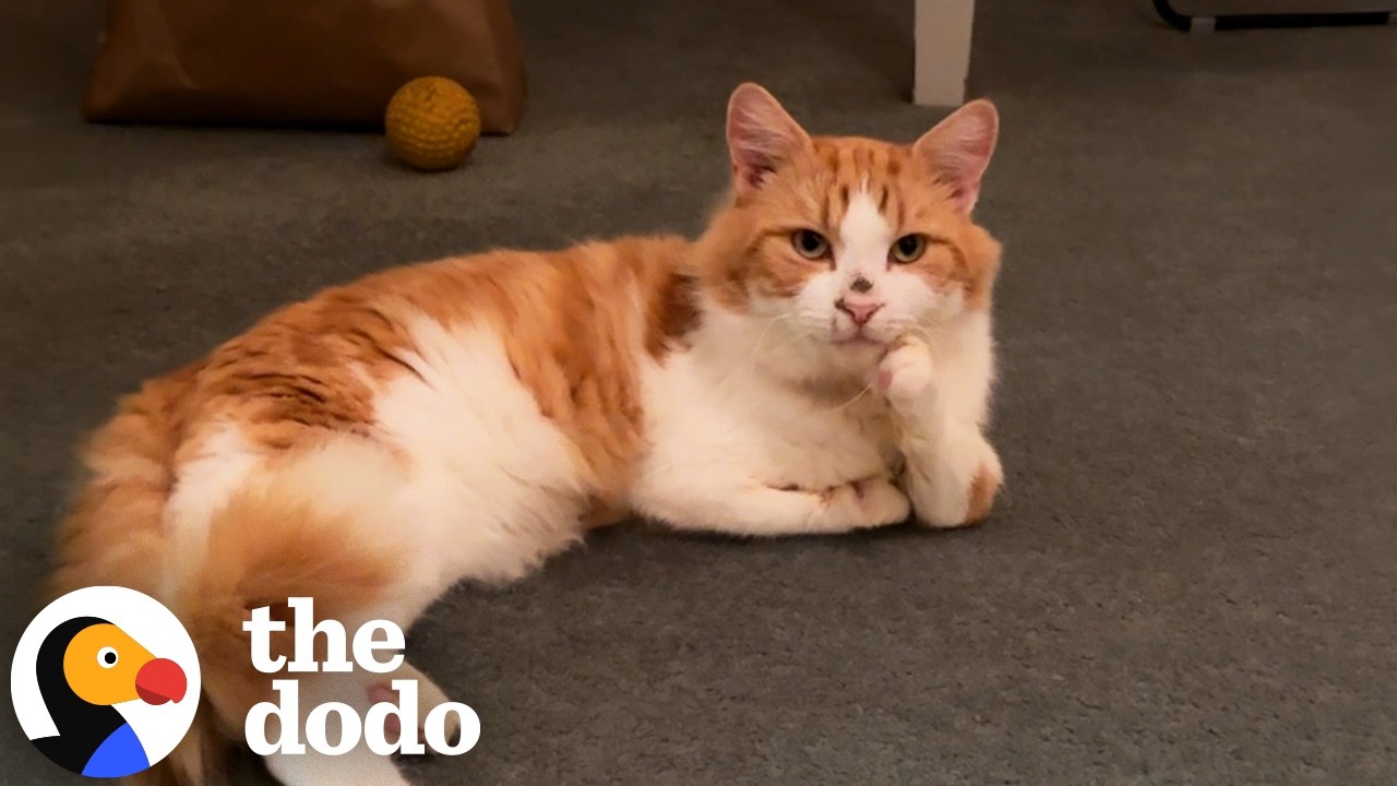 Этот котенок, похожий на тираннозавра, — лучший старший брат! | The Dodo