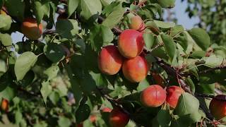 Stratcomm Deep Thoughts Low-Hanging Fruit