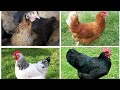 En Çok Yumurta Yapan 7 Tavuk Cinsi