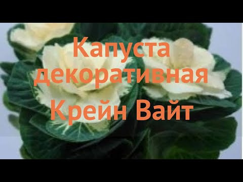 Капуста декоративная Вайт
