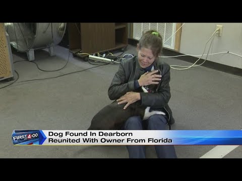 Dog found in Dearborn reunited with Florida owner